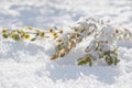 Winter garden scene. Faded plant covered with snow