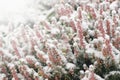 Winter garden scene. First snow fallen on the garden flowers - Erica heath