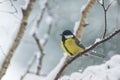 Winter garden scene with great tit sitting on the branch Royalty Free Stock Photo