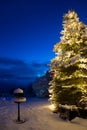 Snow covered pine tree with lighting, at blue hour Royalty Free Stock Photo