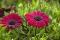 Crimson african daisy flowers