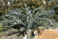 Encephalartos Horridus or Eastern Cape Blue cycad in sunshine Royalty Free Stock Photo