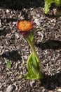 Scadoxus puniceus or Paintbrush lily flower stalks in garden