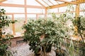 Winter garden with various plants in the house on a beautiful Sunny spring day, a great place to relax Royalty Free Stock Photo