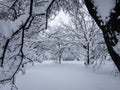 The winter garden view