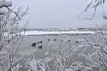 Winter Geese Lake