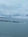 Geese on an icy lake