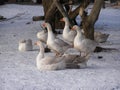 Winter geese in village