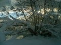 Winter in Georgia`s mountains. Tree in sunlights