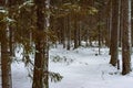 Winter grim forest with untouched snow Royalty Free Stock Photo
