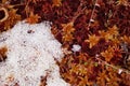 Winter granular snow and crimson and orange moss