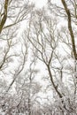 Winter graphics. Frozen branches of trees in winter nature