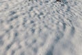 Winter Grasp Frozen flora in the park, encapsulating the essence of the chilly season Royalty Free Stock Photo