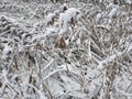 Winter grass snow closeup background