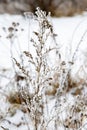 Winter. Grass in the snow. Sprig, plants in frost