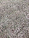 Winter Grass Royalty Free Stock Photo
