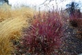 Winter grasses red twig dogwood yellow switchgrass Royalty Free Stock Photo