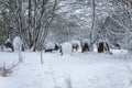 A winter graveyard with freshly fallen snow covering the grave stones