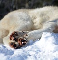 In winter gray or grey wolf paws