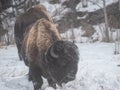 Winter grazing bison Royalty Free Stock Photo