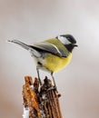 Winter great tit Royalty Free Stock Photo