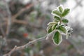 Winter Green Briar leaves Royalty Free Stock Photo