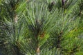 Winter green needle-like branches of a cedar tree with cones Royalty Free Stock Photo