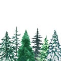 Watercolor snowy pine and spruce trees on white background. Winter evergreen forest landscape, greenery plants for holiday design Royalty Free Stock Photo