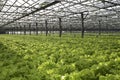 Winter greenhouse. Growing environmentally friendly salad