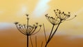 Winter cress silhouettes