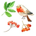 Winter hand drawn red berries and cute cartoon robin bird. Watercolor illustration Royalty Free Stock Photo