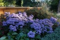 Winter-hardy Aster dumosus `Blaue Lagune` with blaue flowers in October. Aster is a genus of perennial flowering plants. Berlin