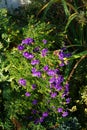 Winter-hardy blue asters in the garden in November. Berlin, Germany