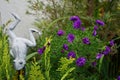 Winter hardy blue asters in the garden in October. Berlin, Germany