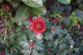 Winter hardy orange chrysanthemums bloom in October. Berlin, Germany