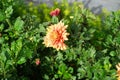 Winter hardy red-orange chrysanthemums, Chrysanthemum koreanum, bloom in autumn. Berlin, Germany Royalty Free Stock Photo