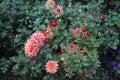 Winter hardy red-orange chrysanthemums, Chrysanthemum koreanum, bloom in autumn. Berlin, Germany Royalty Free Stock Photo