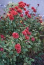 Winter hardy red-orange chrysanthemums, Chrysanthemum koreanum, bloom in October. Berlin, Germany Royalty Free Stock Photo