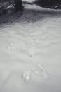 Winter in Harz Mountains National Park, Germany. Footprints in untouched snow. Moody snow covered landscape in German forest Royalty Free Stock Photo