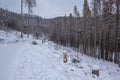 Winter in Harz Mountains National Park, Germany. Moody snow covered landscape in German forest