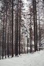 Winter in Harz Mountains National Park, Germany. Moody snow covered landscape in German forest