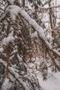 Winter in Harz Mountains National Park, Germany. Moody snow covered landscape in German forest Royalty Free Stock Photo