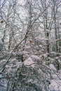 Winter in Harz Mountains National Park, Germany. Moody snow covered landscape in German forest