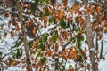 Winter in Harz Mountains National Park, Germany. Moody snow covered landscape in German forest