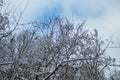 Winter in Harz Mountains National Park, Germany. Moody snow covered landscape in German forest Royalty Free Stock Photo