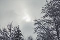 Winter in Harz Mountains National Park, Germany. Moody snow covered landscape in German forest Royalty Free Stock Photo