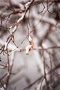 Winter has come. Branches in the snow and last autumn leaves.