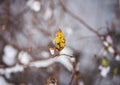 Winter has come. Branches in the snow and last autumn leaves.