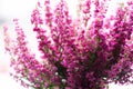 Erica gracilis- winter heather in full blossom Royalty Free Stock Photo