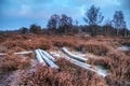 Winter heathland